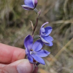 Thelymitra ixioides at QPRC LGA - suppressed