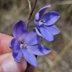 Thelymitra ixioides at QPRC LGA - suppressed