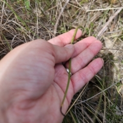 Thelymitra ixioides at QPRC LGA - suppressed