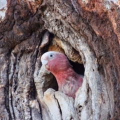 Eolophus roseicapilla (Galah) at Hughes, ACT - 2 Nov 2023 by LisaH