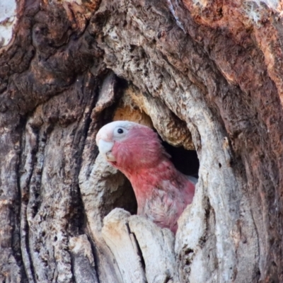 Eolophus roseicapilla (Galah) at Hughes, ACT - 2 Nov 2023 by LisaH