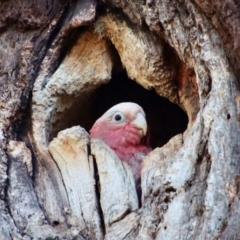 Eolophus roseicapilla at Hughes, ACT - 2 Nov 2023