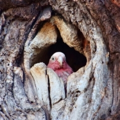 Eolophus roseicapilla at Hughes, ACT - 2 Nov 2023