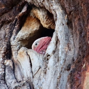 Eolophus roseicapilla at Hughes, ACT - 2 Nov 2023