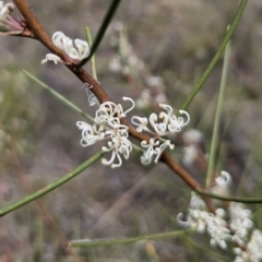 Hakea microcarpa (Small-fruit Hakea) at QPRC LGA - 7 Nov 2023 by Csteele4