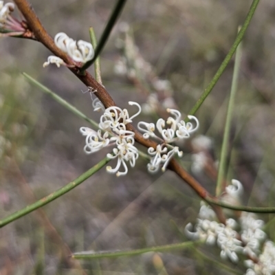 Hakea microcarpa (Small-fruit Hakea) at Captains Flat, NSW - 7 Nov 2023 by Csteele4