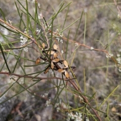 Hakea microcarpa at QPRC LGA - 7 Nov 2023