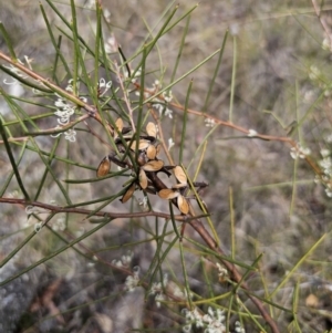 Hakea microcarpa at QPRC LGA - 7 Nov 2023 01:47 PM