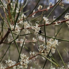 Hakea microcarpa at QPRC LGA - 7 Nov 2023 01:47 PM