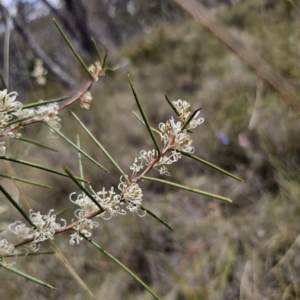 Hakea microcarpa at QPRC LGA - 7 Nov 2023 01:47 PM