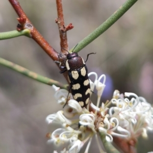 Castiarina decemmaculata at QPRC LGA - 7 Nov 2023 01:48 PM