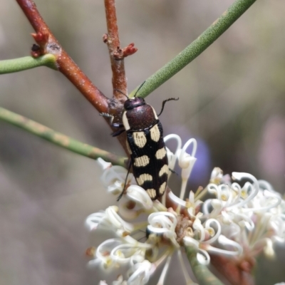 Castiarina decemmaculata (Ten-spot Jewel Beetle) at QPRC LGA - 7 Nov 2023 by Csteele4