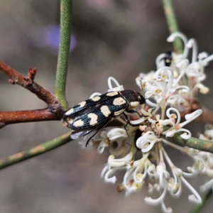 Castiarina decemmaculata at QPRC LGA - 7 Nov 2023