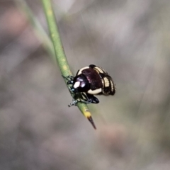 Castiarina decemmaculata at QPRC LGA - 7 Nov 2023