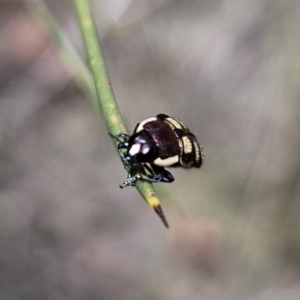 Castiarina decemmaculata at QPRC LGA - 7 Nov 2023