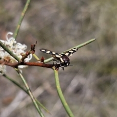 Castiarina decemmaculata at QPRC LGA - 7 Nov 2023