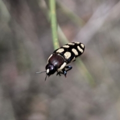 Castiarina decemmaculata at QPRC LGA - 7 Nov 2023 01:48 PM