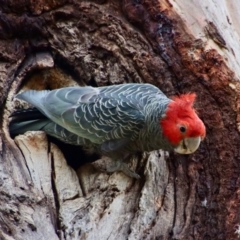 Callocephalon fimbriatum at Hughes, ACT - suppressed