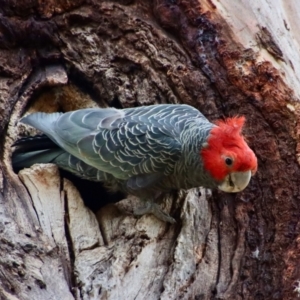 Callocephalon fimbriatum at Hughes, ACT - 7 Nov 2023