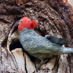 Callocephalon fimbriatum at Hughes, ACT - 7 Nov 2023