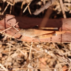 Goniaea opomaloides (Mimetic Gumleaf Grasshopper) at Dryandra St Woodland - 7 Nov 2023 by ConBoekel