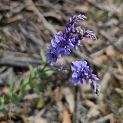 Veronica perfoliata (Digger's Speedwell) at Captains Flat, NSW - 7 Nov 2023 by Csteele4
