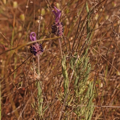 Lavandula stoechas (Spanish Lavender or Topped Lavender) at O'Connor, ACT - 6 Nov 2023 by ConBoekel
