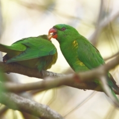 Trichoglossus chlorolepidotus (Scaly-breasted Lorikeet) at Sheldon, QLD - 2 Nov 2023 by PJH123