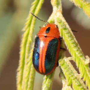 Calomela curtisi at Dryandra St Woodland - 7 Nov 2023