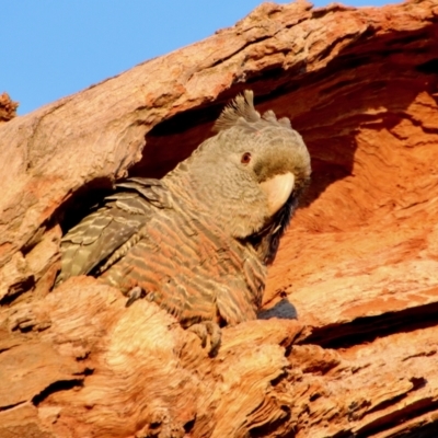 Callocephalon fimbriatum (Gang-gang Cockatoo) at Hughes, ACT - 31 Oct 2023 by LisaH