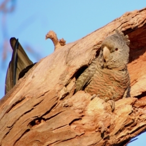 Callocephalon fimbriatum at Hughes, ACT - 31 Oct 2023