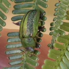 Calomela vittata (Acacia leaf beetle) at Dryandra St Woodland - 7 Nov 2023 by ConBoekel