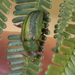 Calomela parilis (Leaf beetle) at Dryandra St Woodland - 7 Nov 2023 by ConBoekel