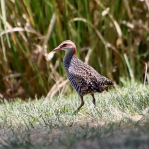 Gallirallus philippensis at Phillip, ACT - 7 Nov 2023