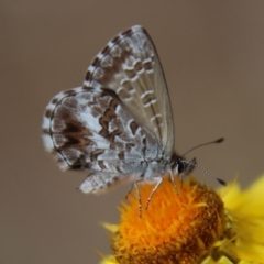 Neolucia agricola (Fringed Heath-blue) at Red Hill to Yarralumla Creek - 7 Nov 2023 by LisaH