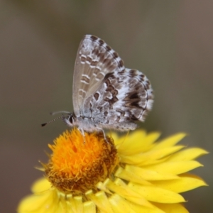 Neolucia agricola at Red Hill to Yarralumla Creek - 7 Nov 2023 04:11 PM