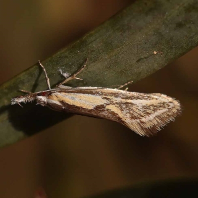 Thema macroscia (A concealer moth) at O'Connor, ACT - 6 Nov 2023 by ConBoekel