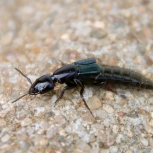 Staphylinidae (family) at Hughes, ACT - 7 Nov 2023