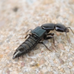 Staphylinidae (family) at Hughes, ACT - 7 Nov 2023