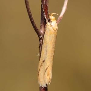 Philobota mathematica group undescribed species. at Dryandra St Woodland - 7 Nov 2023