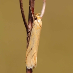 Philobota mathematica group undescribed species. at Dryandra St Woodland - 7 Nov 2023