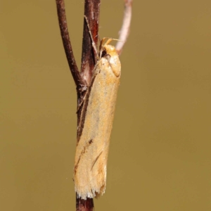 Philobota mathematica group undescribed species. at Dryandra St Woodland - 7 Nov 2023 10:05 AM