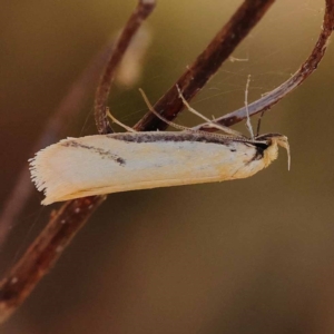 Philobota mathematica group undescribed species. at Dryandra St Woodland - 7 Nov 2023 10:05 AM