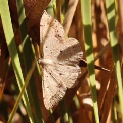 Taxeotis intextata (Looper Moth, Grey Taxeotis) at Dryandra St Woodland - 7 Nov 2023 by ConBoekel