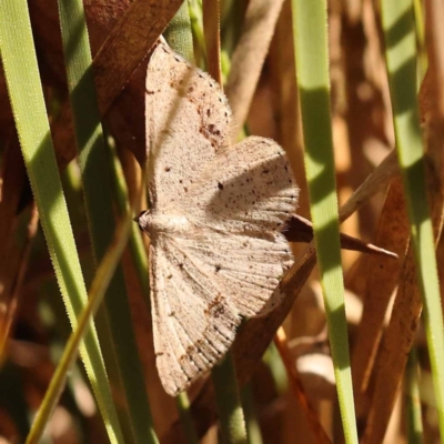 Taxeotis intextata (Looper Moth, Grey Taxeotis) at Dryandra St Woodland - 6 Nov 2023 by ConBoekel