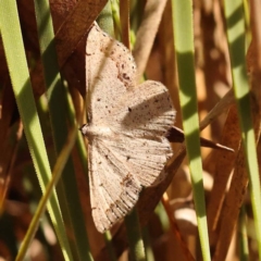 Taxeotis intextata (Looper Moth, Grey Taxeotis) at Dryandra St Woodland - 6 Nov 2023 by ConBoekel