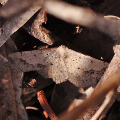 Taxeotis intextata (Looper Moth, Grey Taxeotis) at Dryandra St Woodland - 7 Nov 2023 by ConBoekel