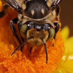 Megachile (Eutricharaea) macularis (Leafcutter bee, Megachilid bee) at Dryandra St Woodland - 6 Nov 2023 by ConBoekel