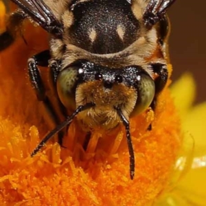 Megachile (Eutricharaea) macularis at Dryandra St Woodland - 7 Nov 2023