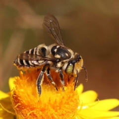 Megachile (Eutricharaea) macularis at Dryandra St Woodland - 7 Nov 2023